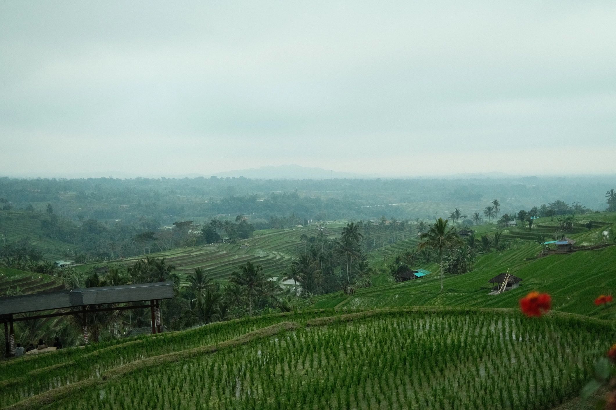 Terraced rice fields representing the agricultural roots of the business