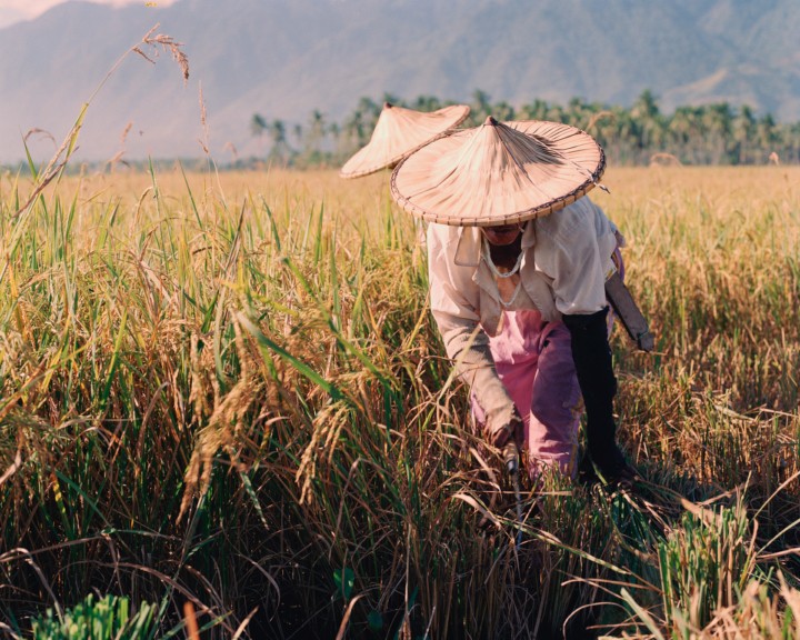 Rice farmers in a field supporting wholesale rice sourcing